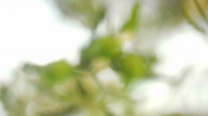 Tree branch with green olives