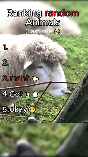 Ranking Random Animals | Top 5 Funny Moments