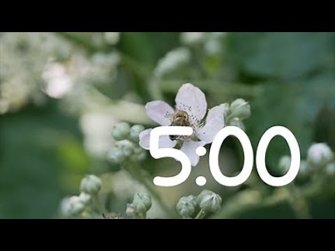 Spring 5 minute Timer HD 720p