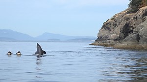 282K views · 4.9K reactions | We've been witnessing several orcas on our live cams OrcaLab recently! Here are five fascinating facts about orca families also known as "pods". Never stop learning explorers! | explore.org | Facebook
