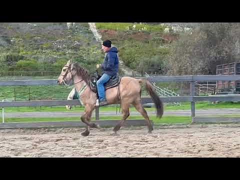 Buckskin Gaited Horse For Sale - Gaited Pleasure Horses