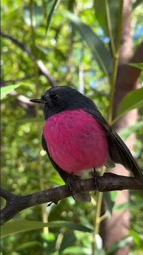 Pink Robins:🌸✨ Meet the stunning Pink Robin
