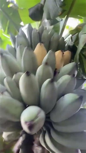 Blue Java bananas from flower to fruit 🍌 We have a very long pre order list thanks for your patie
