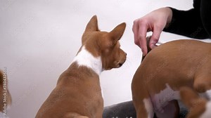 female owner of basenji pet the dog hand full shot slow motion