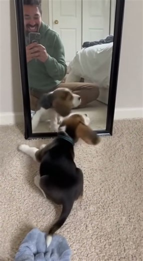 Puppy Sees Himself in Mirror for First Time - Gets SO Confused! 😂🐶