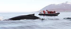 Akureyri Express Whales & Eyjafjord | Elding Adventure at Sea