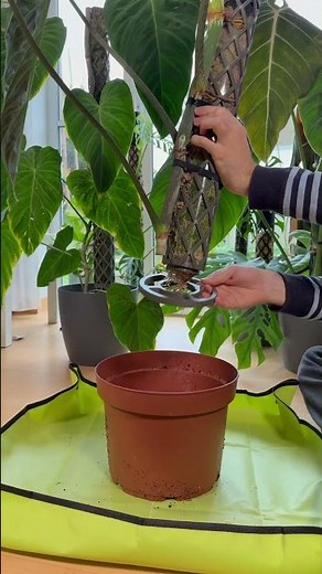 Schneiden und Verlängern- die beste Methode für große Blätter und schöne Pflanzen👀 #monstera