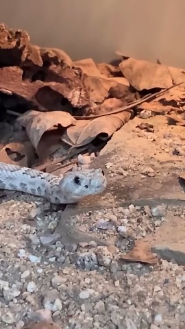 Snakes slither and interact in their natural habitat