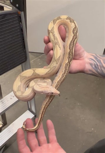 Fire🔥Labyrinth het VPI #snakecountry #labyboa #labyrinthboa #firevpi #firelabyrinth