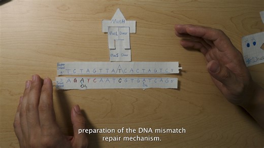 DNA Mismatch Repair Mechanism Explained