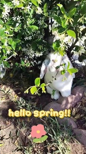 Hello Spring 🐰 🌼 🌱 ☀️#bunny #spring #cute
