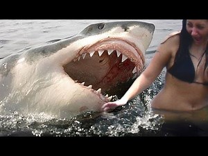 SHARK ATTACKS caught on tape