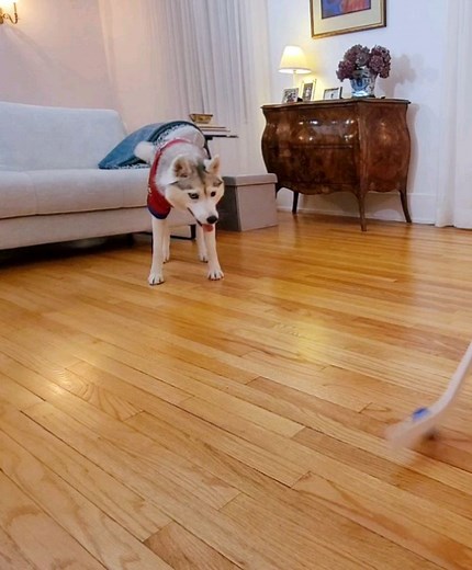 Skaya Siberian on Reels