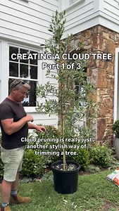 30K views · 362 reactions | CLOUD TREE - part 1 of 3. Watch how a take an ordinary olive tree and transform it in to a cloud style tree in a matter of minutes. Easy to do with a sharp pair of secateurs and some confidence…. Transform just about any type of small tree / large shrub or bush in to a spectacular and stylised tree that will be a standout in your gardens. | Andrew Stark. Garden Design | Facebook