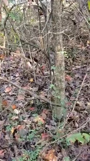 Good job, Ben Cartwright! | Catron's Kennel