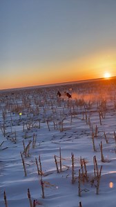 Run ‘Em Down Son!! @d2greyhounds #hunting #workingdog #hound #walkerhound #plotthound #houndsman #curdog #outside #dog #outdoors #greyhound #fastaf #saluki #staghound #wolfhound #yote #coyote #sighthounds #caught #runemdown | Lite Hounds