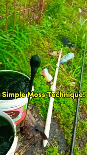 The Secret Moss Trick for Catching Giant Tilapia! #fishing #mancing