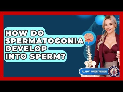 How Do Spermatogonia Develop Into Sperm? - All About Anatomy Answers