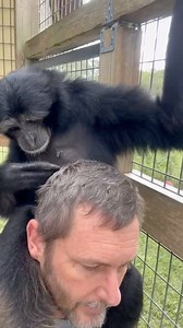 9.8K views · 154 reactions | Grooming is an important social behavior between primates. It creates bonds & trust. Some of the siamangs like to groom us as well. #siamang #primate #ape #animals #sanctuary #grooming #toocute | Animal Preservation & Education Sanctuary - A.P.E.S | Facebook