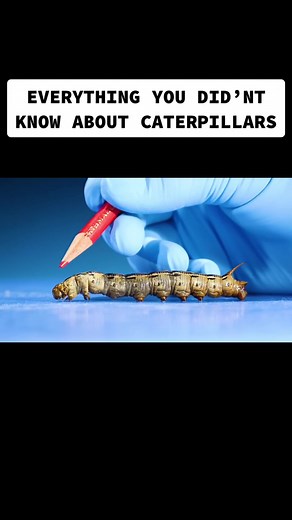 Everything You Did’nt Know About Caterpillars #science #animals #learnontiktok