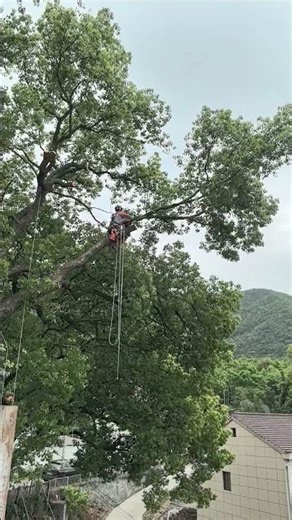High-Altitude Tree Felling