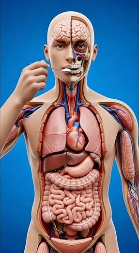 What Salt Really Does to Your Body | Sodium Explained in 3D Medical Animation
