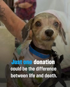 It is never too late to start doing the right thing. Your kindness, love, and generosity will always be remembered by the animals you helped rescue and protect. 💙 | Humane World for Animals
