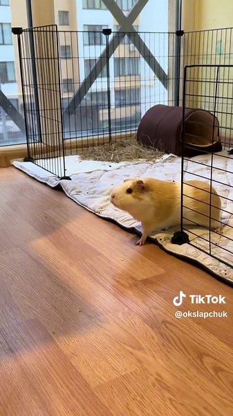 Хрюшка и Халк: Смешное видео с морской свинкой