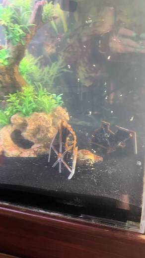 Building a Stunning Star Wars-Themed Aquarium
