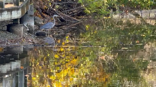 Amelia Johnson on Reels