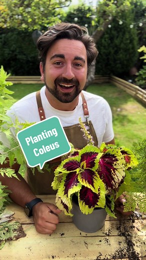 Coleus Care: Vibrant House Plants for Your Home Garden
