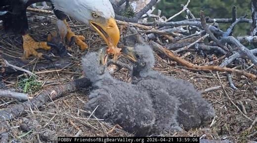 Big Bear’s latest bald eaglets now have names: Sandy and Luna