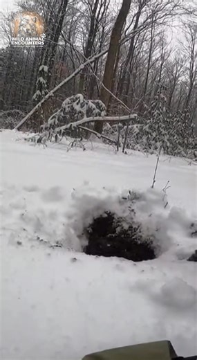 30K views · 180 reactions | POV: Just foraging for some winter roots, then this thing decides you're trespassing. My hand still stings just thinking about it. #wildlife #WildAnimalEncounters #WildBoar #WinterForaging #ForestDanger #USA | Wild Animal Encounters | Facebook