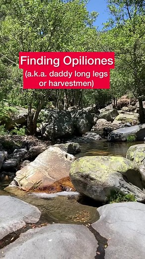 OPILIONES (Daddy long legs or harvestmen). #fyp #biology #biologia #biologist #drbioforever #opiliones