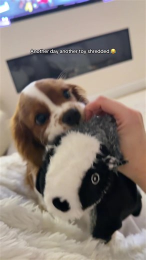 Adorable Badger's Pup Playtime