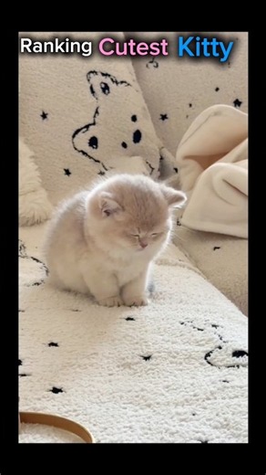 Ranking cutest kitty 🐱😍