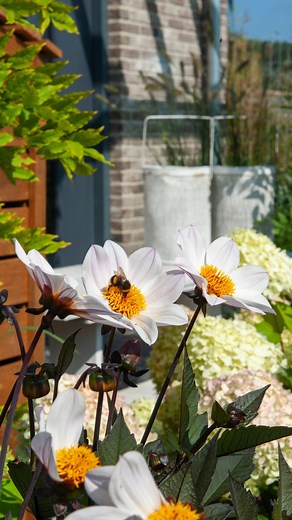 Create a calming and serene garden by planting all white flowers. | Flowerbulbs.com