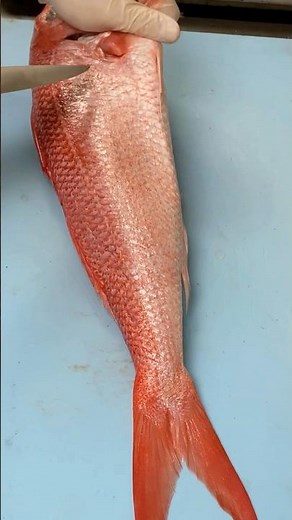 🐟 Expert Queen Red Snapper Filleting🔪