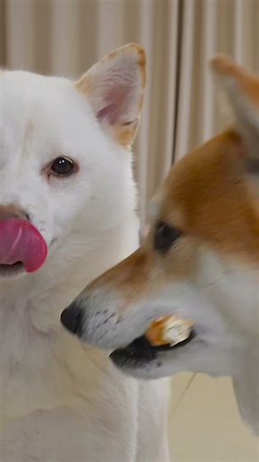 Cute Dogs Go CRAZY For Their Favorite Food! #shorts