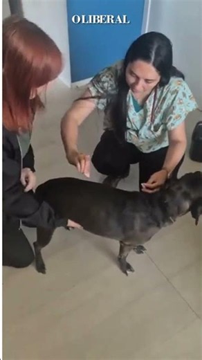 Ellie the puppy surprises everyone with her bravery during vaccination and earns praise