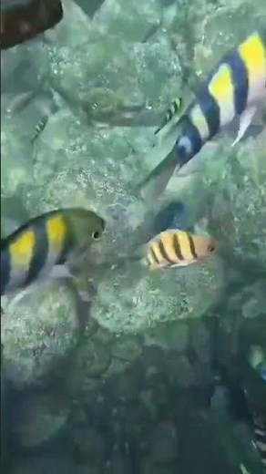 Amazing Fish Under the Sea | Ocean Life Shorts 🌊 #Fish #OceanLife #UnderwaterWorld #SeaLife #Shorts