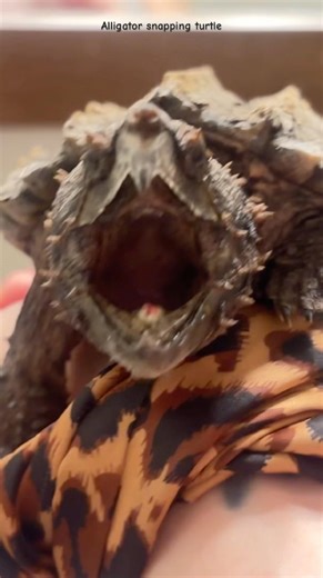 My angry pet Alligator Snapping Turtle is cute & BIG MAD!!