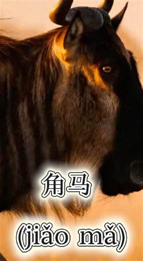 wildebeest_角马_jiǎo mǎ