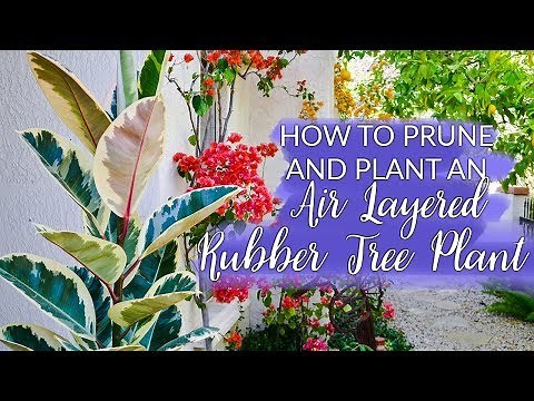 How To Prune Off & Plant an Air Layered Rubber Plant / Joy Us Garden