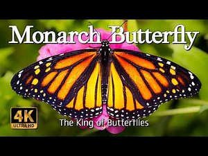 The Monarch Butterfly | Migration & Life Cycle | 4K Wildlife ASMR Video