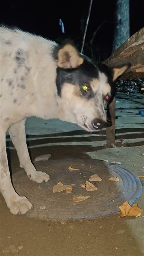 Jimmy #dog #jimmy #pets #animals