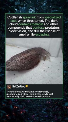 How Cuttlefish Use Ink as a Defensive Smoke Bomb