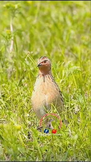 This quail sound will blow your mind #naturesvoice #shorts