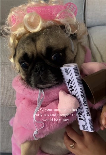 She hates any kind of clothes😭 but I found this little costume on sale so I had to get it LOL just for funsies #pug