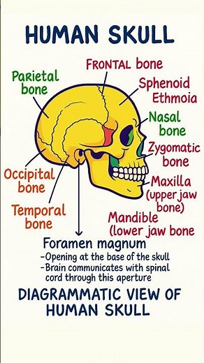 Bones of the Human Skull💀